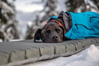 Sleeping pad (dog resting on pad in snow)